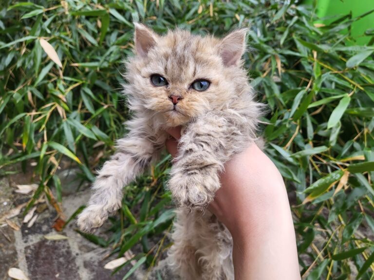 De Selkirk Rex: Karakter en Oorsprong