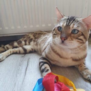 Snow Bengal Onyx
