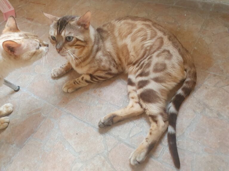 Bengaal dekkater Onyx
