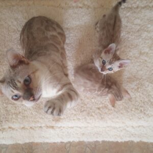 Snow Bengal Female Charlize