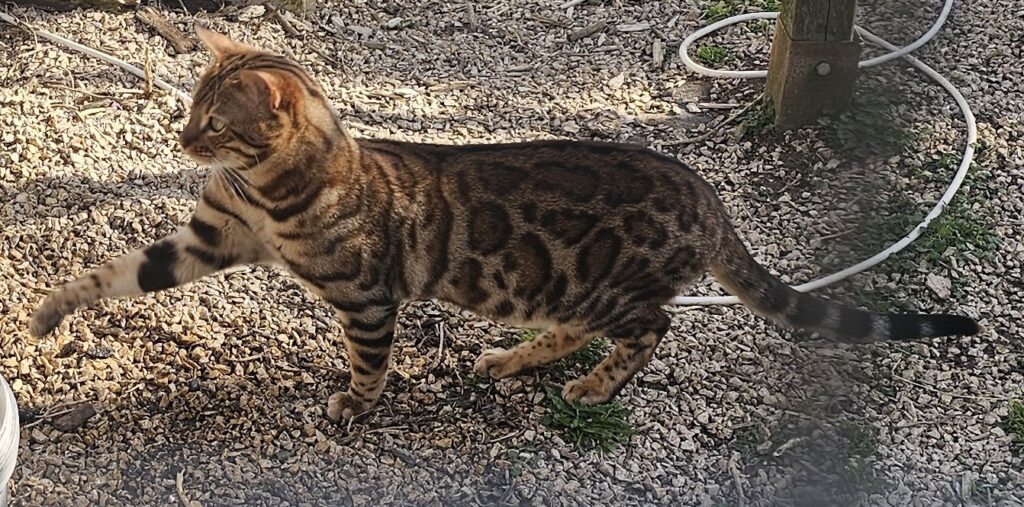 Bengal Brown Tabby - Young Breeding male - N/N on all diseases