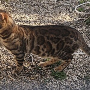 Bengal Brown Tabby Jabran