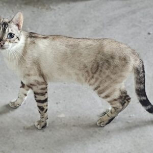 Snow Bengal Female Remi