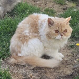 Selkirk Rex Punky