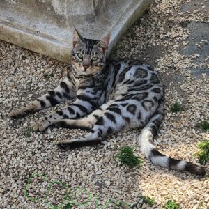 Silver Bengal Male Duke