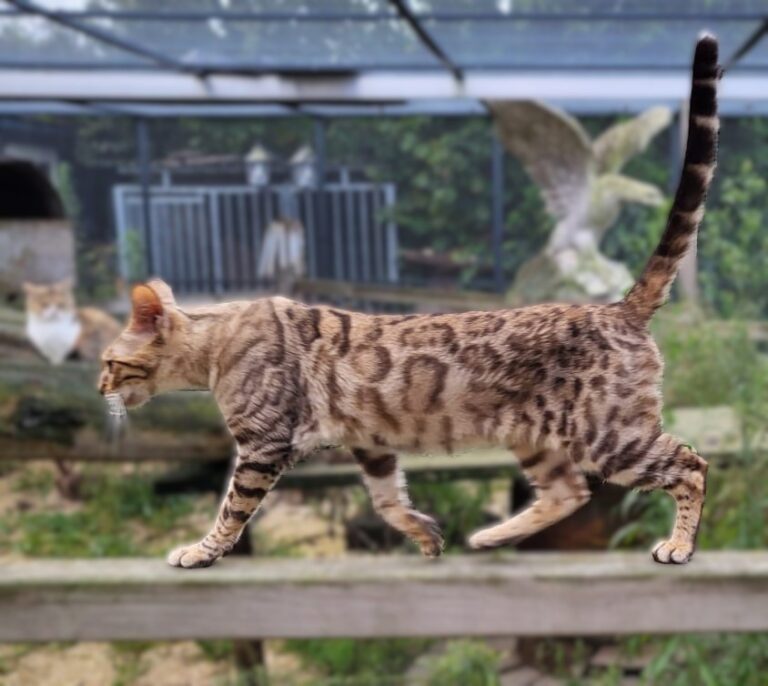 Bengaal poes Sarah