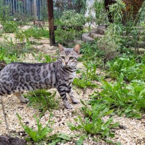Silver Bengal Female Aurora