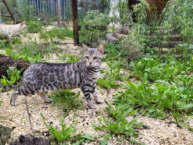 Bengaal poes Aurora vom Exotenzoo