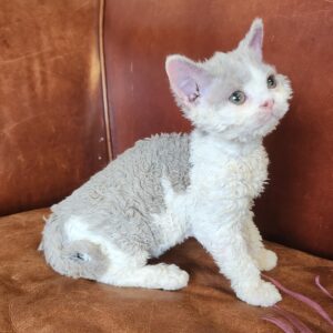 UNIQUE GENETICS Selkirk rex breeding male LH