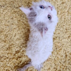 ODD EYED Selkirk rex male fawn homozygote
