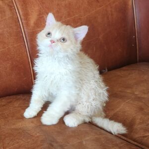 Selkirk rex LH male Cream and White - choco/lilac carrier