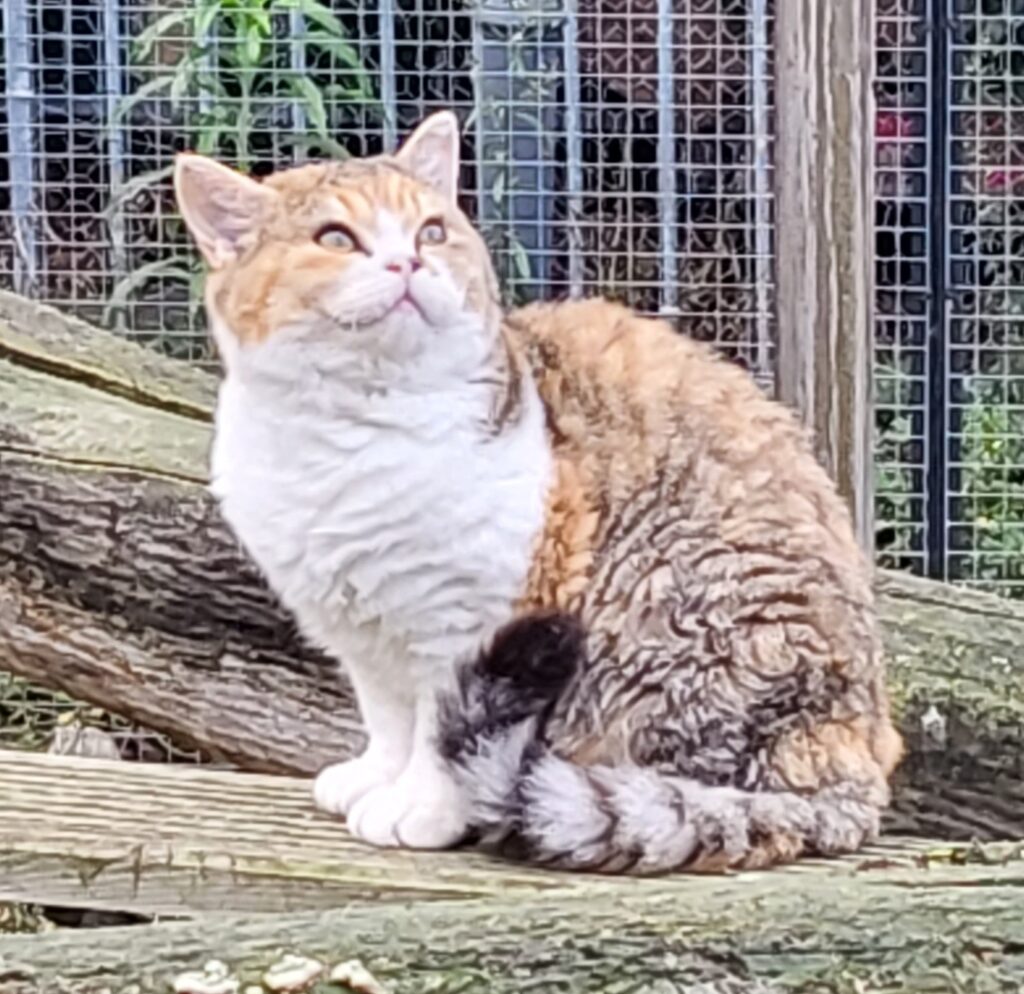 Selkirk Rex Shorthair breeding female Brown Classic Torbie/White curly odd eyes carrier – Ellody
