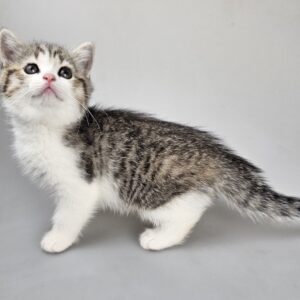ELSA - female kitten Selkirk Rex Shorthair Brown (Black) Mackerel Tabby/White straight odd-eyed carrier