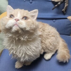 Selkirk rex LH male Cream and White - choco/lilac carrier