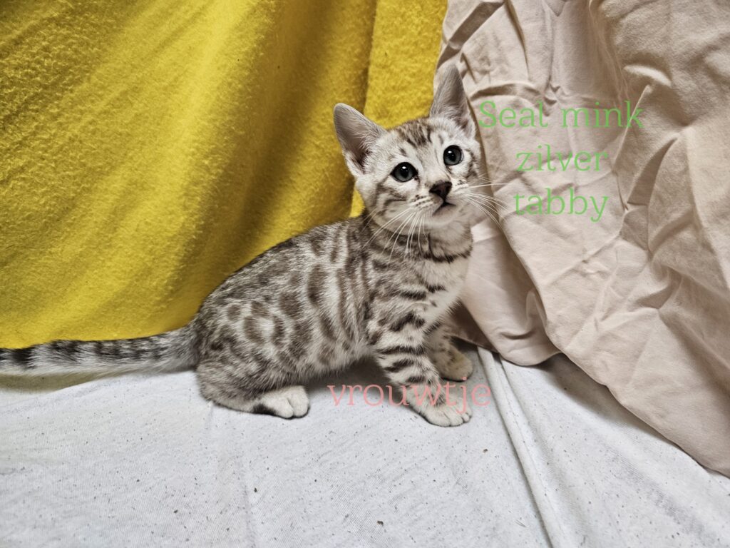 female kitten Snow Bengal Seal Mink/Sepia Silver Spotted Tabby