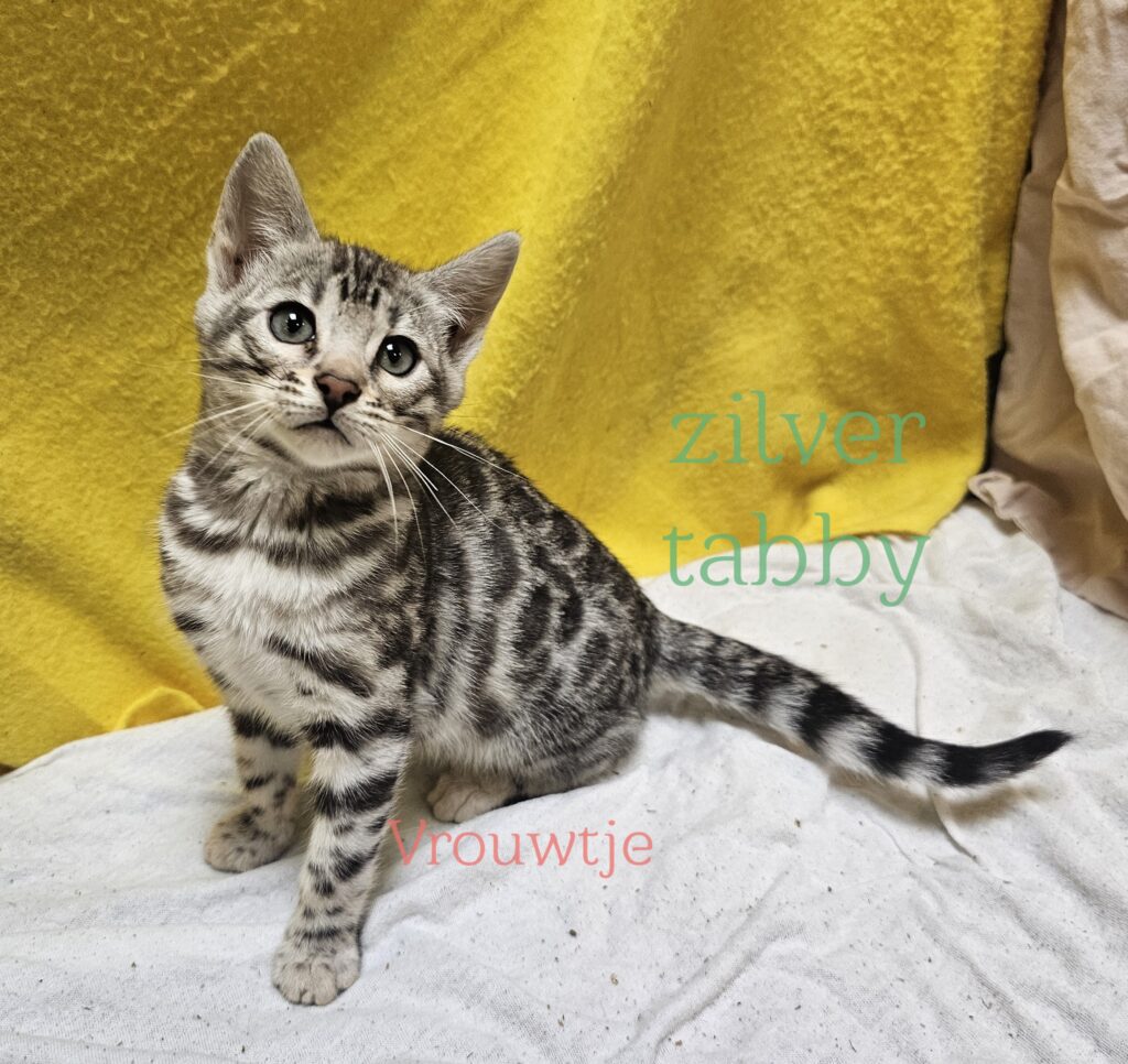 female kitten Bengal Black Silver Spotted Tabby
