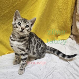 female kitten Bengal Black Silver Spotted Tabby