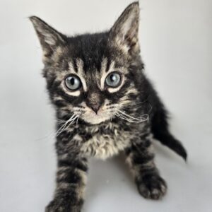 male kitten Bengal × Selkirk Rex Black Silver Charcoal Spotted Tabby curly Goofy