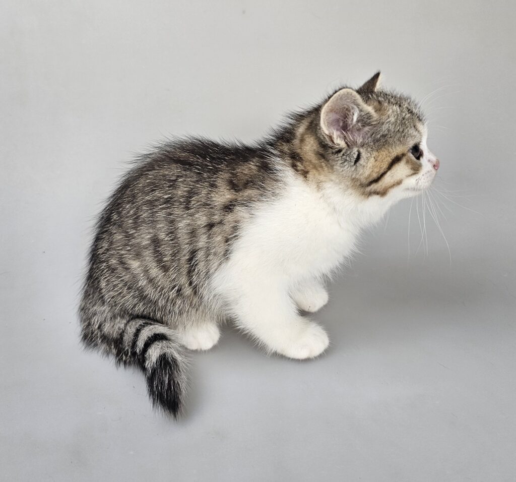 ELSA - female kitten Selkirk Rex Shorthair Brown (Black) Mackerel Tabby/White straight odd-eyed carrier