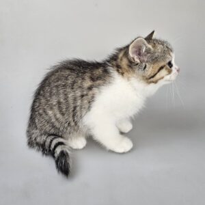 ELSA - female kitten Selkirk Rex Shorthair Brown (Black) Mackerel Tabby/White straight odd-eyed carrier