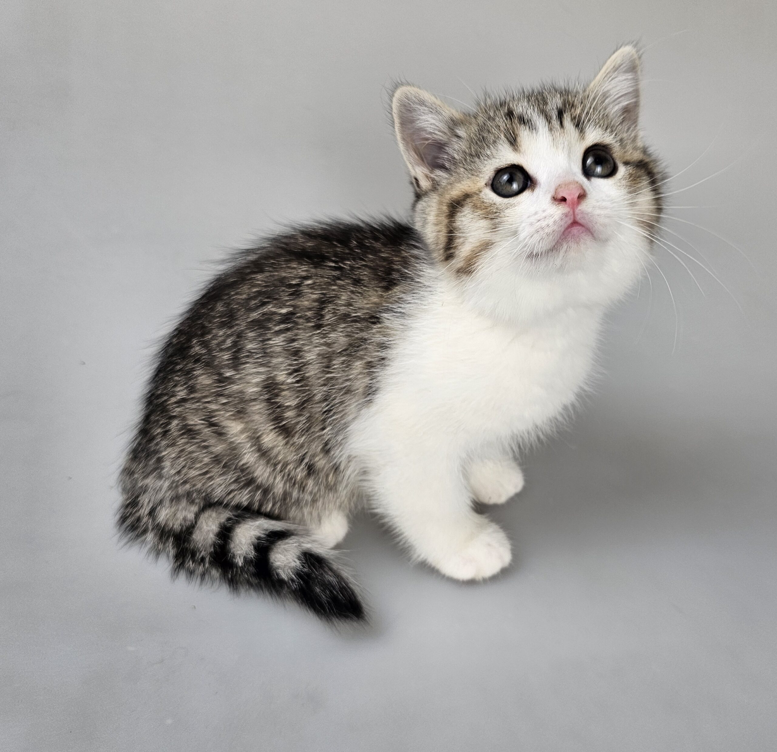 ELSA - female kitten Selkirk Rex Shorthair Brown (Black) Mackerel Tabby/White straight odd-eyed carrier - Image 2