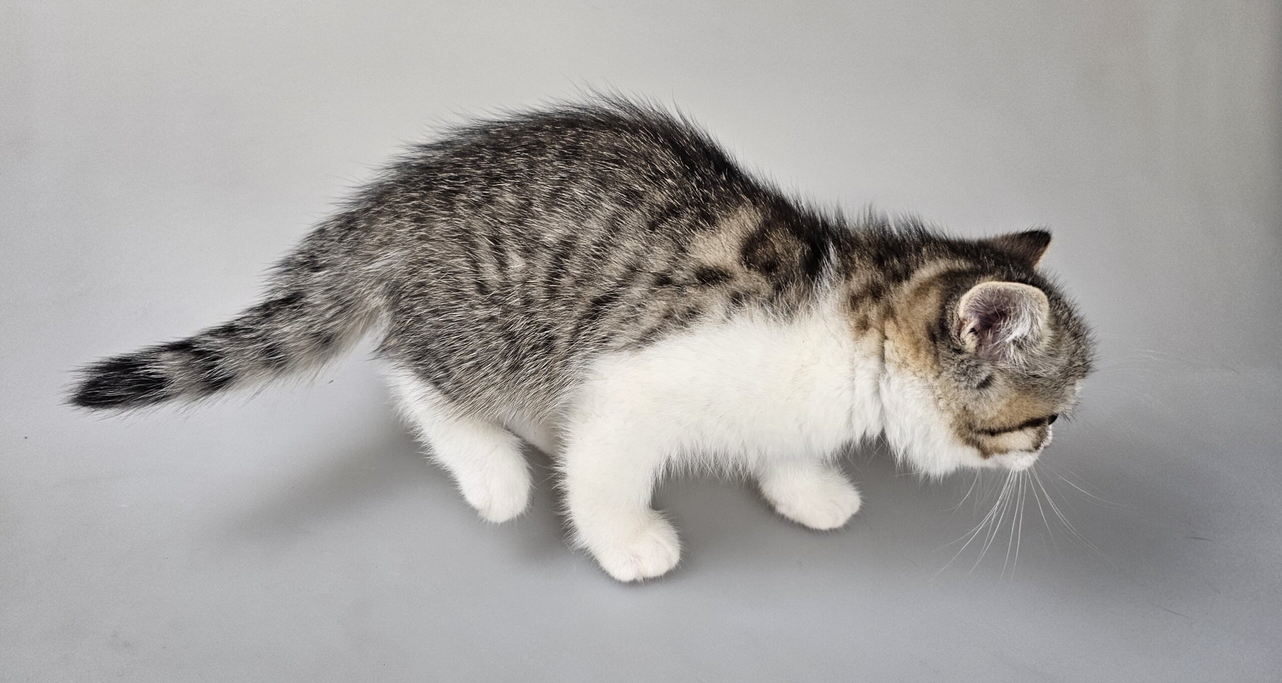 ELSA - female kitten Selkirk Rex Shorthair Brown (Black) Mackerel Tabby/White straight odd-eyed carrier - Image 8