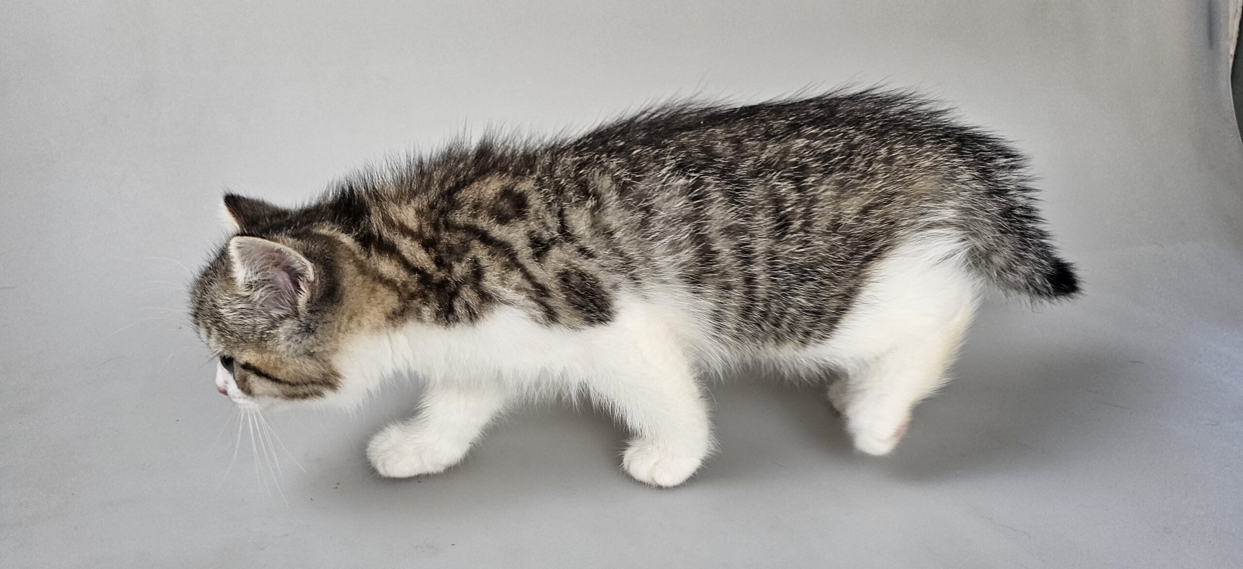 ELSA - female kitten Selkirk Rex Shorthair Brown (Black) Mackerel Tabby/White straight odd-eyed carrier - Image 10