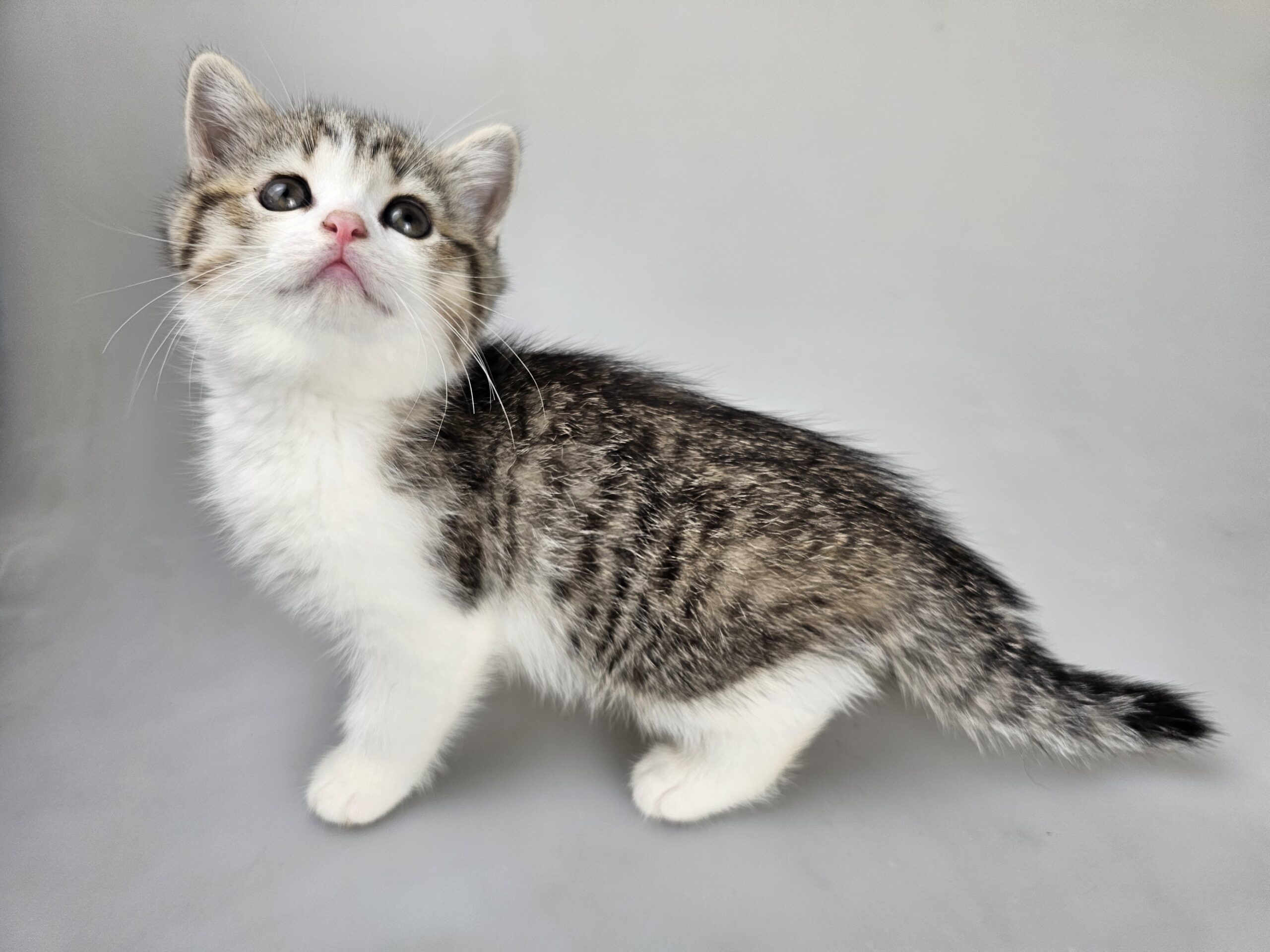 ELSA - female kitten Selkirk Rex Shorthair Brown (Black) Mackerel Tabby/White straight odd-eyed carrier - Image 14
