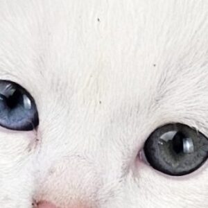 male kitten Selkirk Rex Shorthair Black/White straight odd eyes