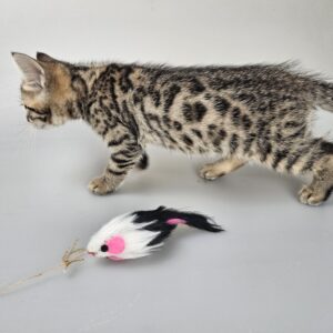Mickey – Bengal × Selkirk Rex male – brown tabby spotted
