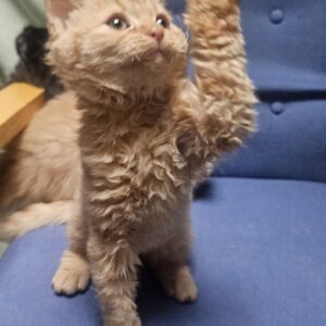TIMON - male kitten Selkirk Rex Shorthair Red