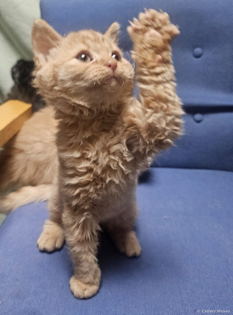 TIMON - male kitten Selkirk Rex Shorthair Red