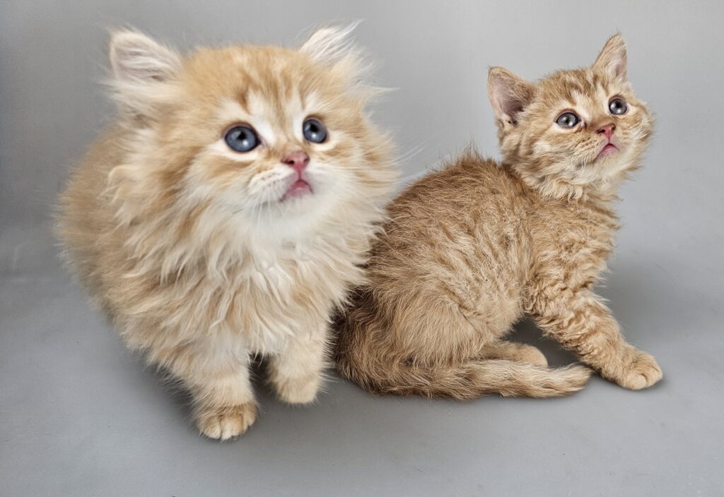 SIMBA - male kitten Selkirk Rex Longhair Straight Red Tabby