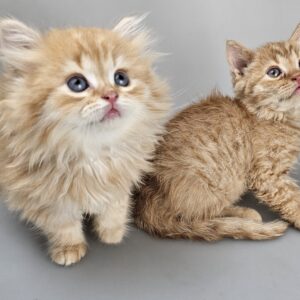 SIMBA - male kitten Selkirk Rex Longhair Straight Red Tabby