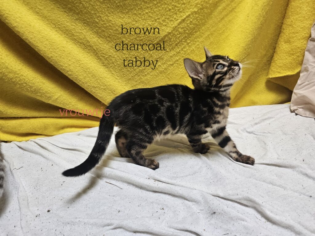 female kitten Bengal Brown Spotted Tabby
