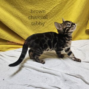 female kitten Bengal Brown Spotted Tabby