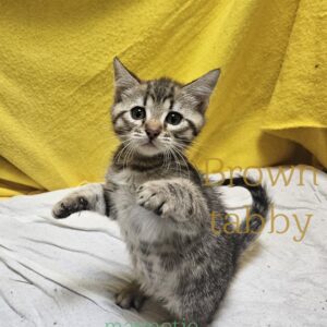 male kitten Selkirk Rex × Bengal Brown Spotted Tabby