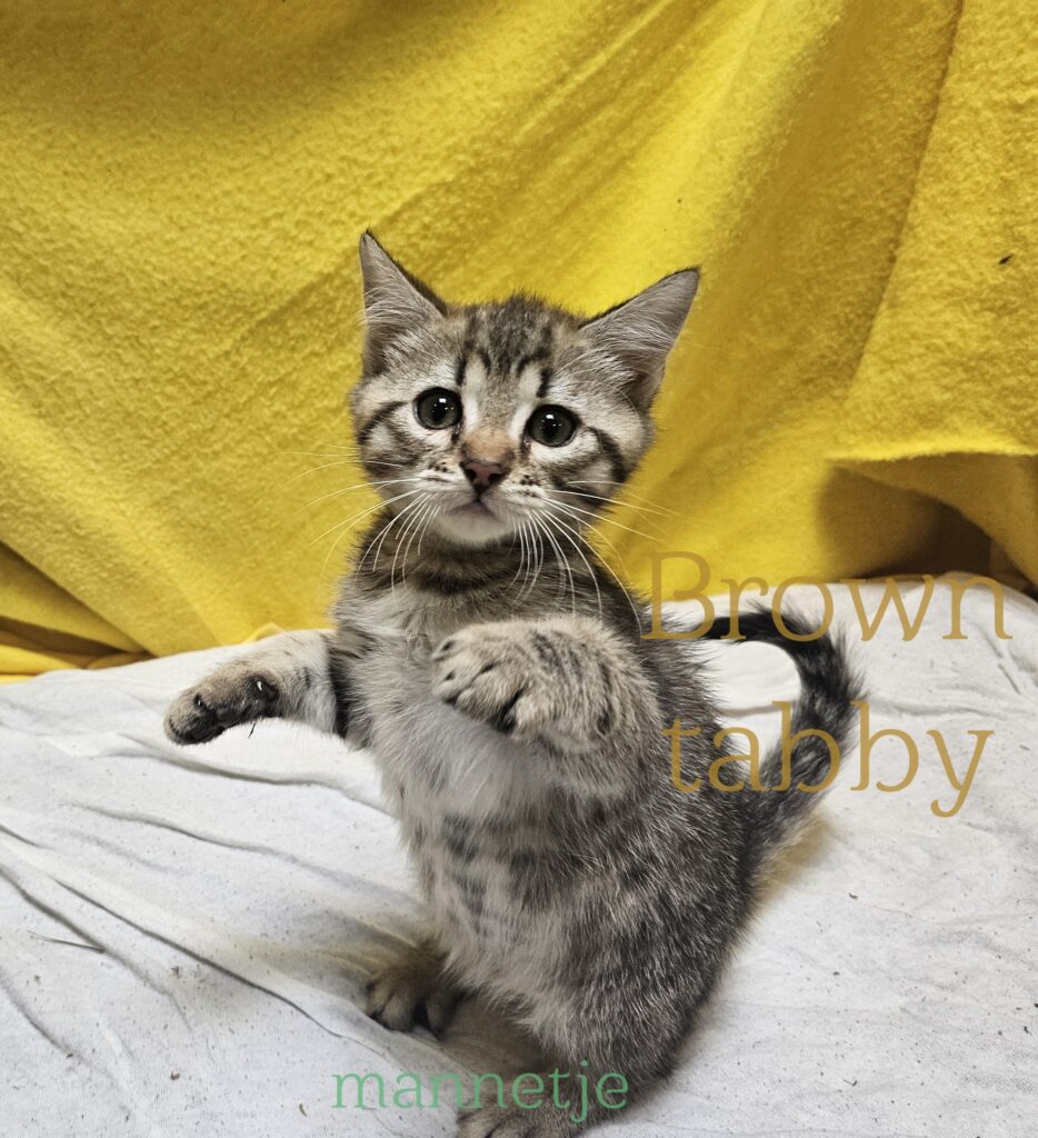 male kitten Selkirk Rex × Bengal Brown Spotted Tabby