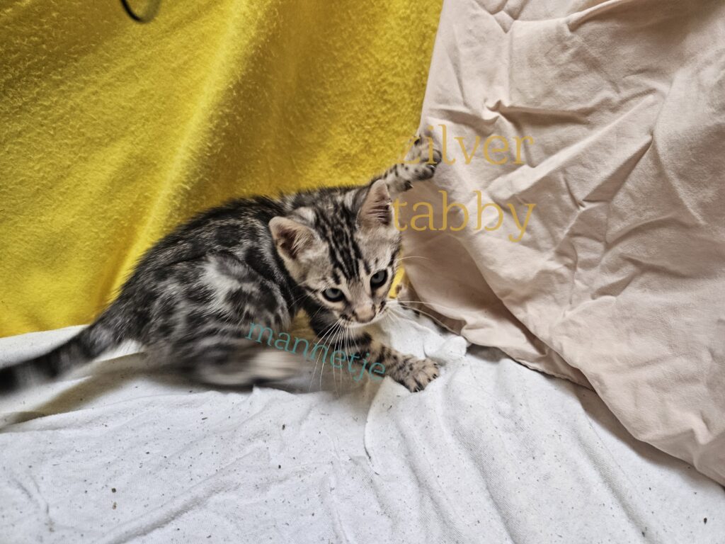 male kitten Bengal Black Silver Spotted Tabby